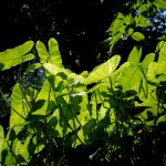 siklus air dan nutrisi tanah