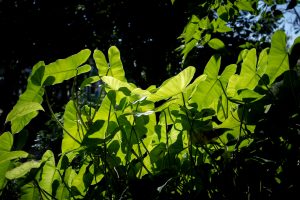 siklus air dan nutrisi tanah