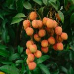 Bisnis kebun leci