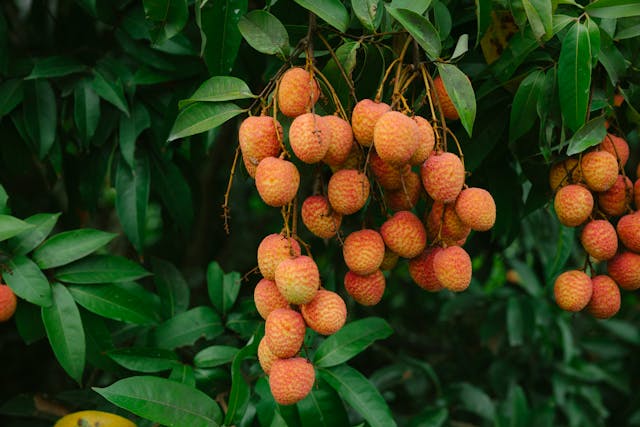 Bisnis kebun leci