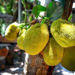 kandungan nangka