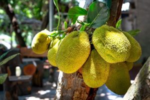 kandungan nangka