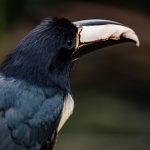Burung beo