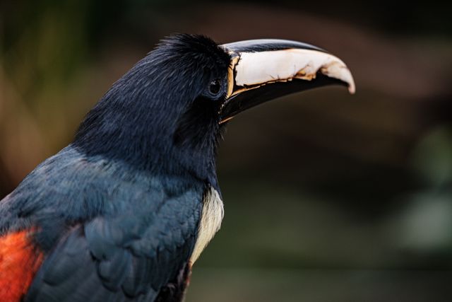 Burung beo